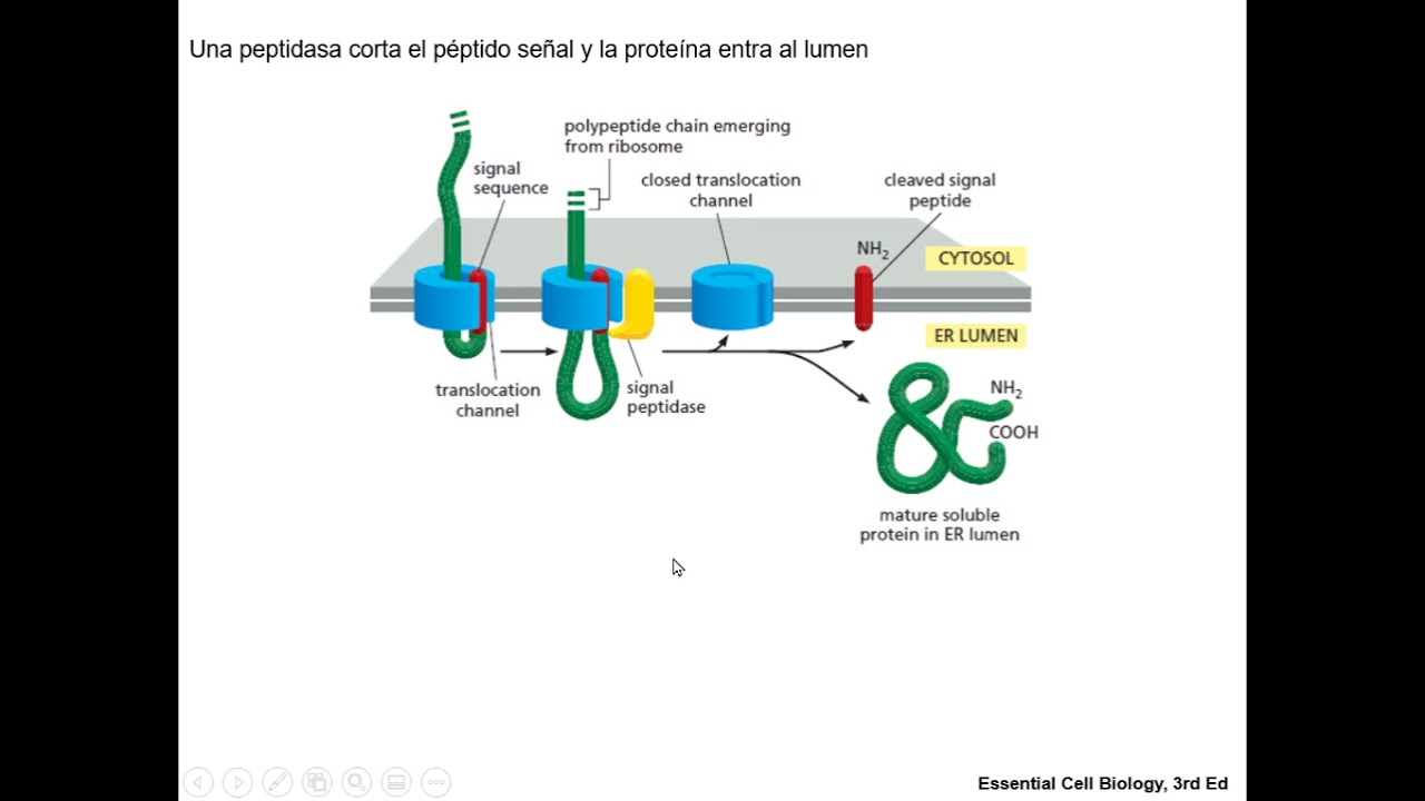 Plegamiento de proteínas en el retículo endoplásmico