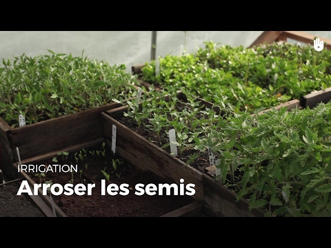 How to water seedlings