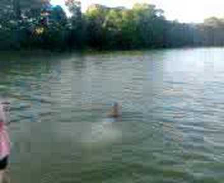 Bolek skacze do wody