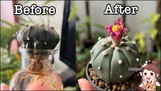 How to save shrinking / dehydrated Cactus with Water Therapy!