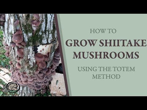 How to Grow Shiitake Mushrooms WITHOUT using the "Drill & Fill" Method