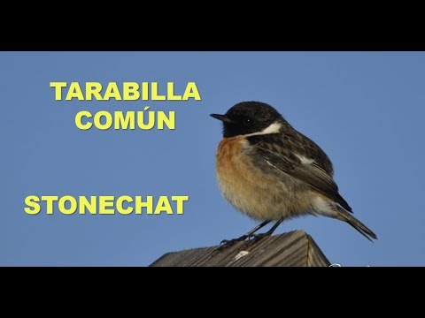 Tarabilla común ( Saxicola torquata ) Stonechat