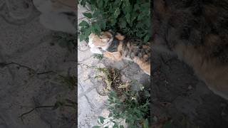 Download lagu Suara panggilan kawin kucing betina 😿😭 mp3 Download lagu Suara panggilan kawin kucing betina 😿😭 mp3