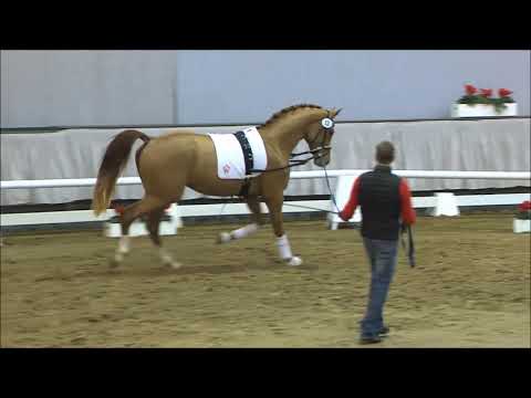 13 Sir Elton v. Sir Heinrich / Londonderry