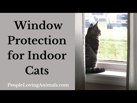 Window Protection for Indoor Cats - Cat Proof Window Screens