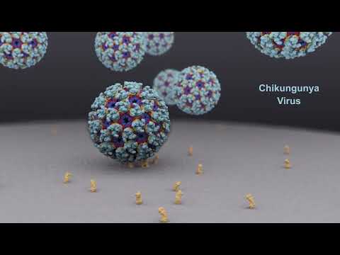 2022 BioArt Video Entry- Chikungunya Virus Cytosolic Release by Margot Riggi