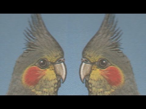 Nimfa - jak rozróżnić płeć