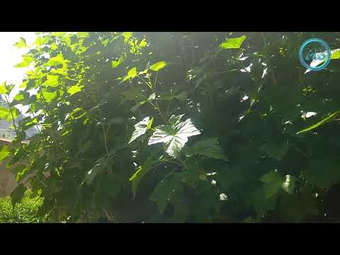 1 Природа в Таджикистан_Рушанского района_Хуф 2020/1 Nature in Tajikistan_Rushan district_ KHuf 2020