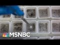 NIAID Director We Don T Have Local Transmission Of Zika In US Andrea Mitchell MSNBC