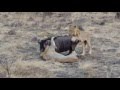 Lions Kill Wildebeest