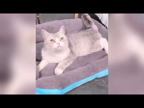 Лежак для собак маленьких пород домашних 55х45см Черный лежанка кошек собаки м какая подушка пуфик щенка котенка животного кот - фото 1 - id-p3040601596