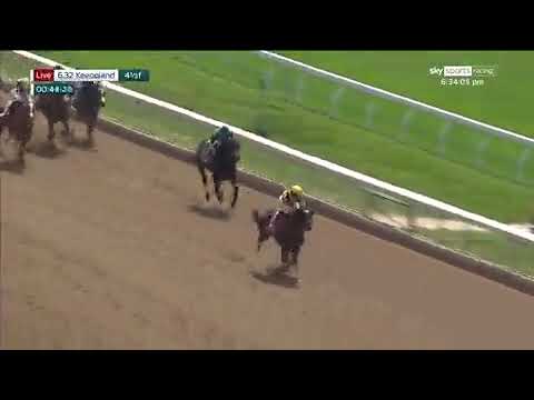 American Rascal debut espectacular CURLIN x LADY AURELIA campaña de 10-5 en Europa EEUU
