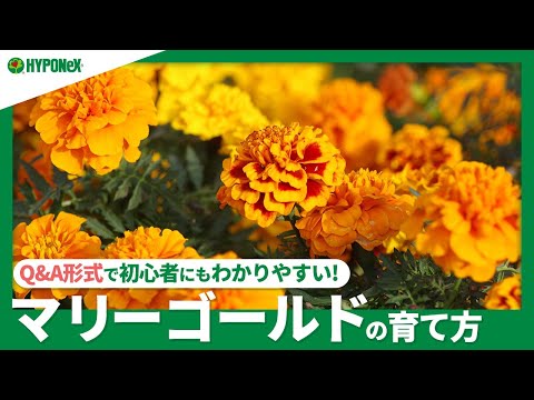 なぜマリーゴールドを庭に植えるのですか？おばあちゃんのヒントを見つけてください！  庭園
