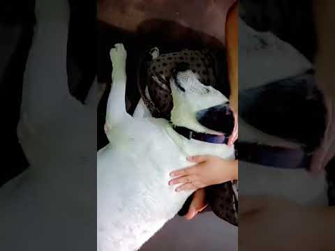 Sada cute cute Rambo ✌️