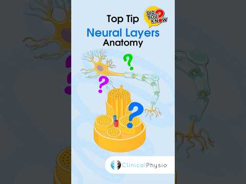 Anatomie & Behandlungswissen Videos – Interaktives Nachschlagewerk für Physio, Massage, Therapie 17 Neural Layers #physicaltherapy #physiotherapy #anatomy #neuroanatomy