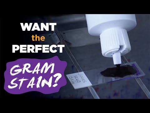 How to prepare the perfect Gram stain - Gram staining procedure