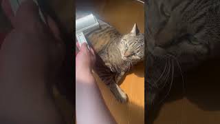 抜け毛が多い季節　#ねこ動画　#ねこの日常