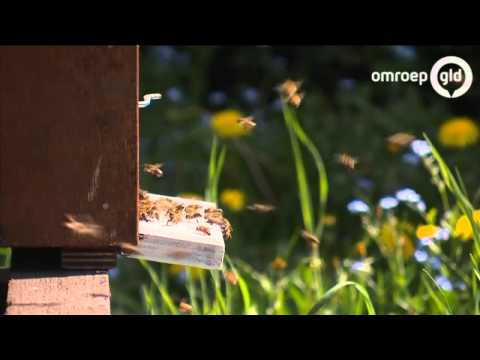 'Stad beter voor bijen dan platteland'