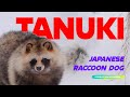 TANUKI the Japanese Raccoon Dog - 5-Min Encyclopedia