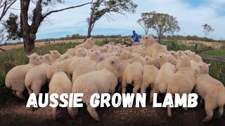 Selling Lambs | Australian Sheep Farming