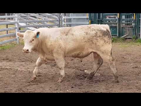 Lot 22 - Wakefield Ring Leader BISR361E