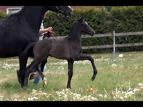 *2020 Hengst von Marc Cain - Bernay SOLD!!!