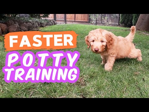 6 Potty Training Secrets NOBODY Shares 🐶 Seriously try these with your puppy!!!