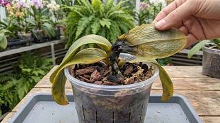 Sprinkle 1 spoon! Suddenly the orchid miraculously revives and blooms.
