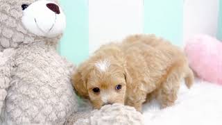 ハーフ犬の動画01