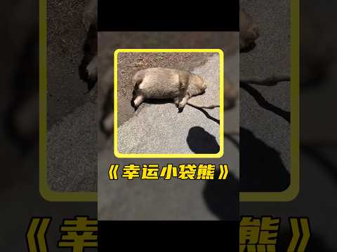 袋熊发生意外被车撞死在路边，外卖小哥发现里面还有早产的幼崽。 #animals #pets #cute #shorts