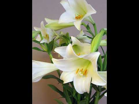 KALAPU FOFO'ANGA (NUKU'ALOFA) SI'I FISI'I LILIO