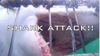 Sharks in 4k - South Aftica