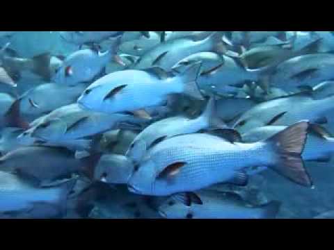 Schnapperschwarm am Shark reef, Shark Reef,Ägypten
