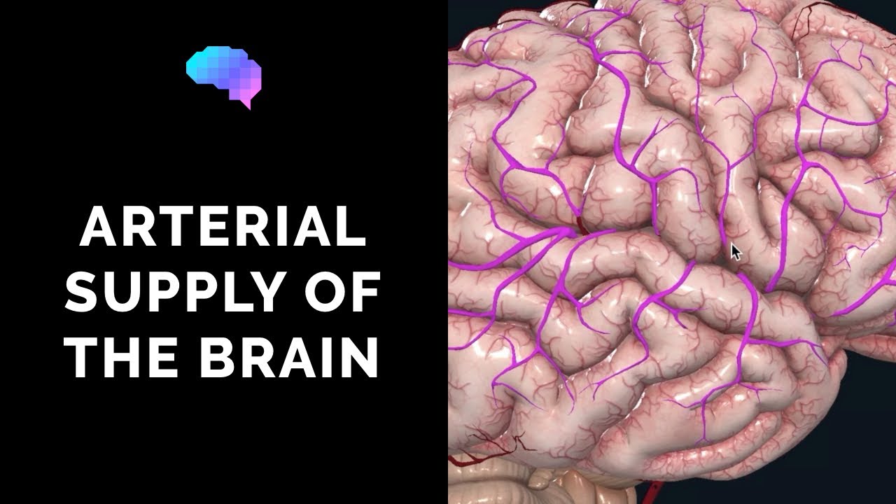 Blood Supply to the Brain (3D Anatomy Tutorial) | UKMLA | CPSA | PLAB 2