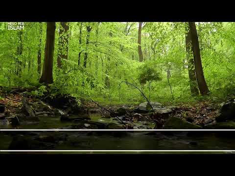 Surja Furkan - Shejk Khalid Xhelil