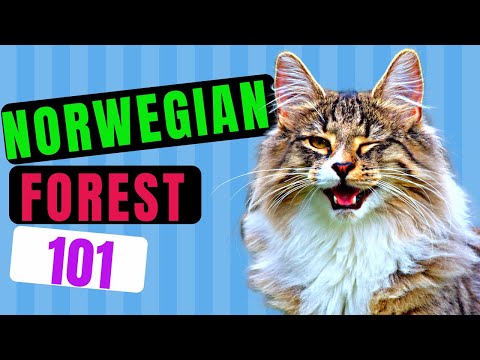 Norwegian Forest Cat 101 - Learn Everything About Them!