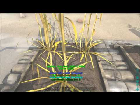 Ark Survival Evolved - Primitive Plus Official Mod, S1-E1