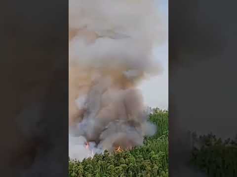 Incendio forestal descontrolado en sector el Lingue, Purén en la región de la Araucanía, Chile 🇨🇱