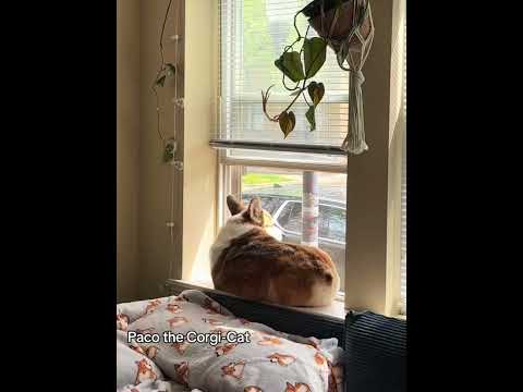 A dog raised by a cat #dogs #funnyvideos #dog #fyp #funnydog #cat