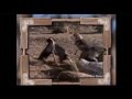Old Yeller DVD Trailer