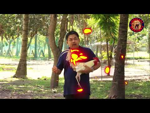 Lionheart Signature Lines: White Kelso (Van Damme and Makinilya Line) Ep.06