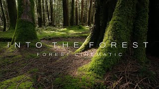 Into The Forest III - Forest 4K - Cinematic Forest Film