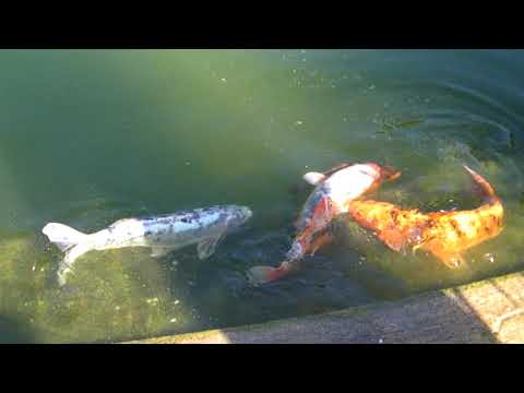 Вилла Эфрусси-де-Ротшильд, Экзотический сад в Эзе