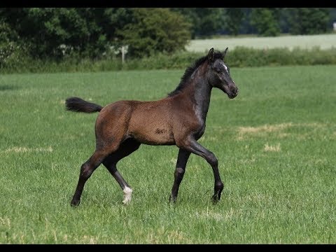 *2019 Stute von Cornet Obolensky - Colman (Fairness-Stamm)