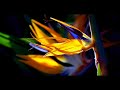 Richard Clayderman - La Pathetique Piano Sonata No. 8 in C Minor, Op.13