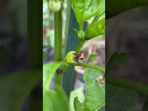 なぜピーマンの苗が育たないのでしょうか？原因と解決策、メンテナンスのヒント  庭園