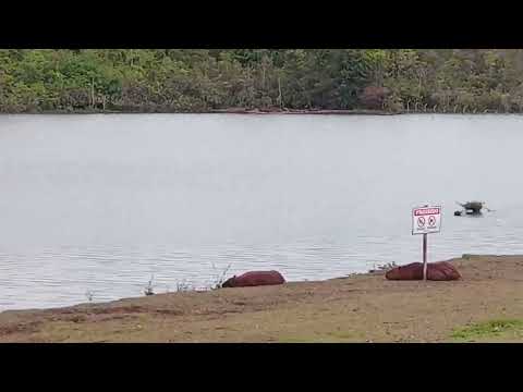 PARQUE INTERLAGOS EM RIO VERDE GOiAS BRASIL, CAPIVARAS E MARRECOS TOMANDO BANHO VD 2 