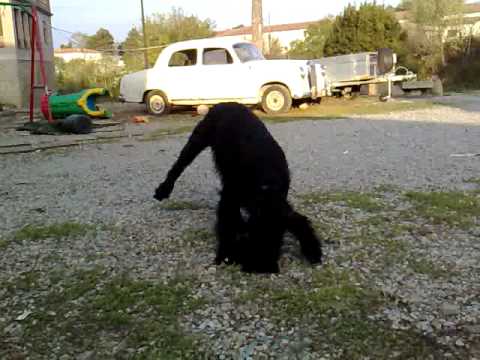 Fritz de Los Chulapos