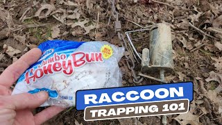 How To Bait And Catch Raccoons In Dog Proof Foot Traps
