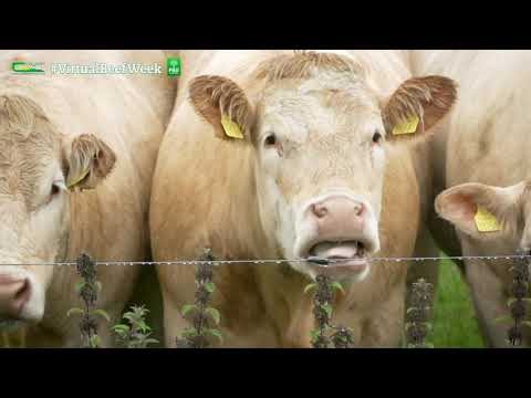 White Clover - A Beef Farmers Perspective - Virtual Beef Week